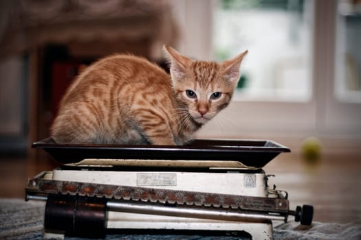 young male,European Shorthair