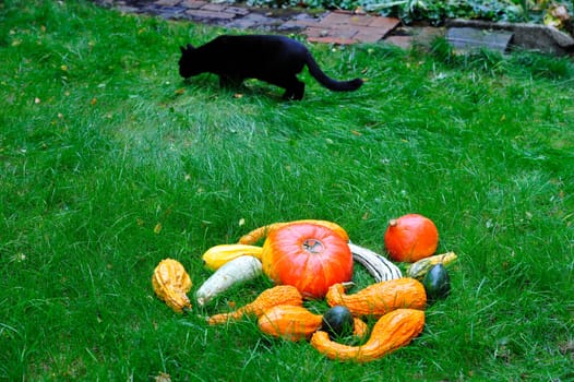 Pumpkins with Cat in the grass for Thanksgiving.
