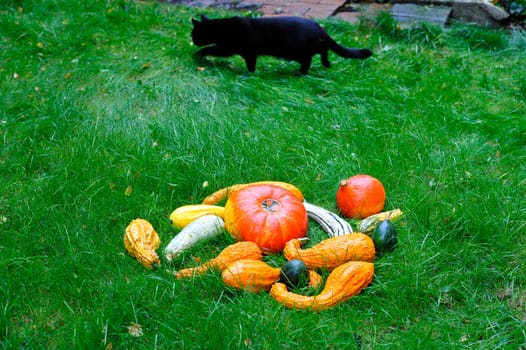 Pumpkins with Cat in the grass for Thanksgiving.