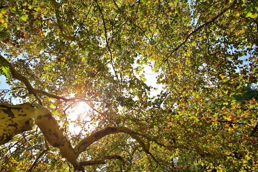 Treetop in autumn,deciduous tree in backlight with sun