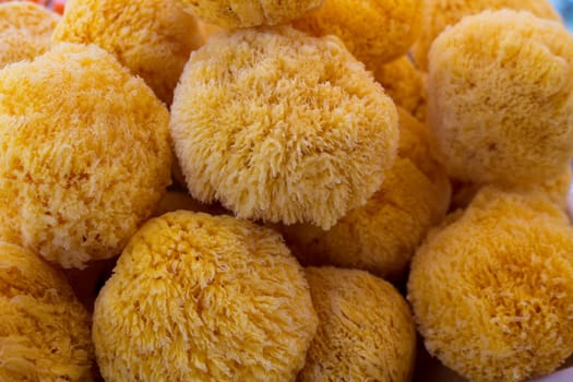 sea ​​sponge detail in round shape and yellow color for bath purpose