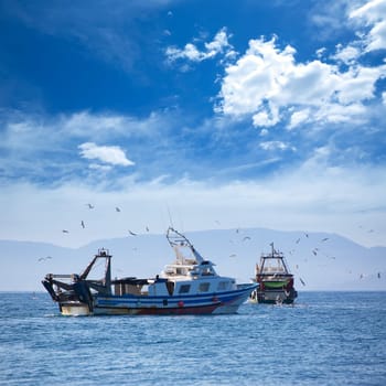 Trawler boats with seagulls in Ibiza Formentera islands