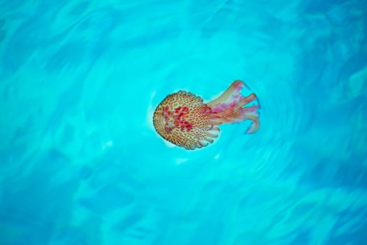 Mediterranean Mauve Jellyfish Pelagia noctiluca in turquoise Balearic Islands