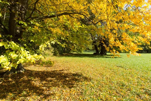 Forest in autumn,deciduous tree in different colours in daylight