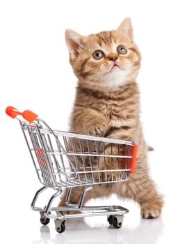 british cat with shopping cart isolated on white. kitten osolated