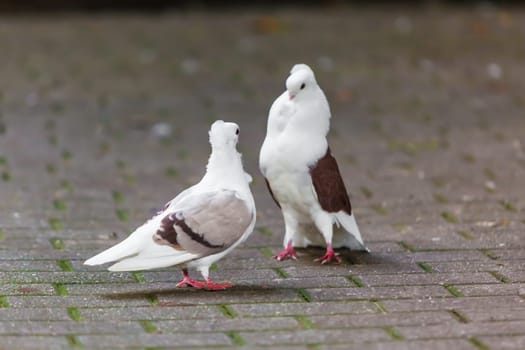 two loving  doves. Two pigeon