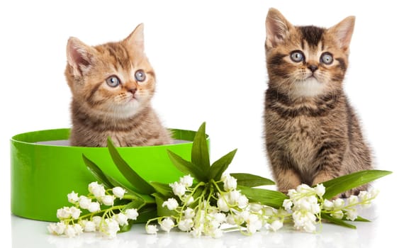 kitten in green gift box isolated on white.