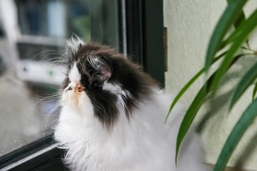 beautiful cat sitting on the window. Cute kitten sitting on the window