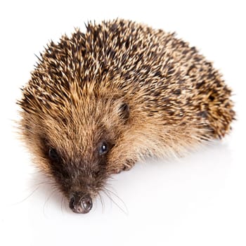 Hedgehog on a white background