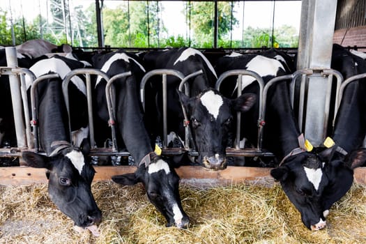 cows in a farm. Dairy cows in a farm.