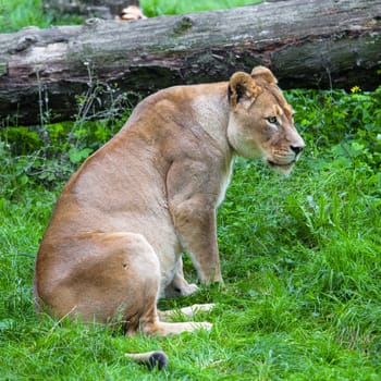 lioness