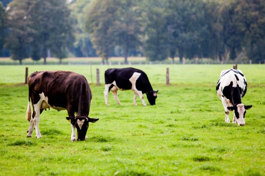 cows on meadow