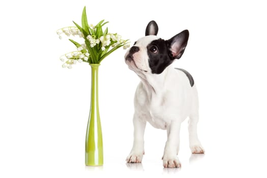 French bulldog  portrait on a white background.