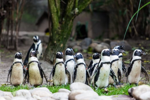 Penguins
