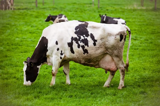 Cows on meadow with green grass. Grazing calves