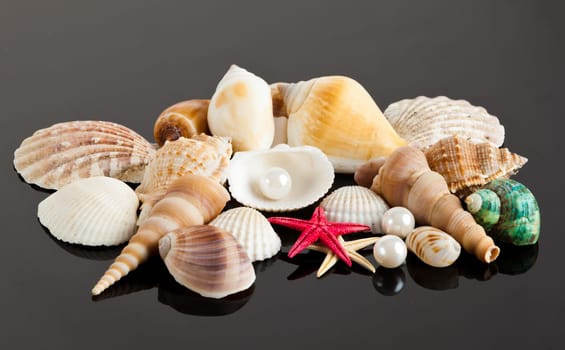 The exotic sea shell . treasure from the sea.
