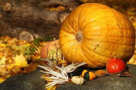 Autumn fruits