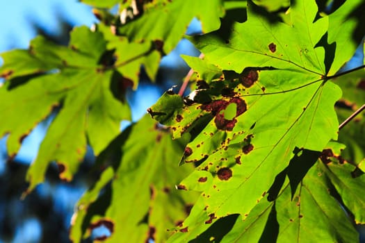 Leaves slowly decay on the tree at the beginning of Autumn