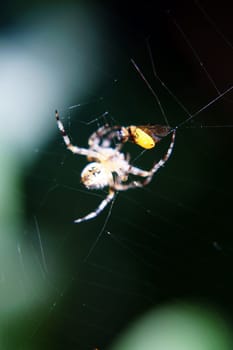 The photograph of a spider wrapping its prey.