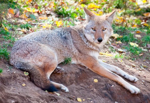 On a fall day a coyote is looking at the camera while lying down.