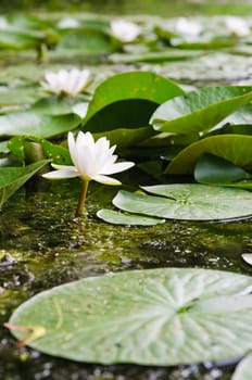 Water lilies flower in the pond