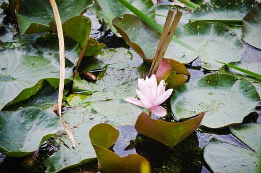 Water lilies flower in the pond