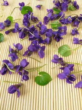 March violet