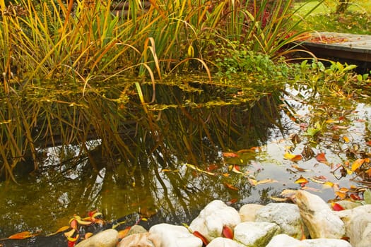 Garden pond with fallen leaves on the surface