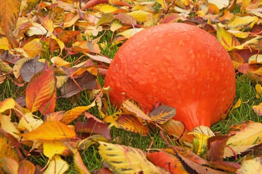 Orange pumpkin lying on the grass on the fallen colorful leaves.