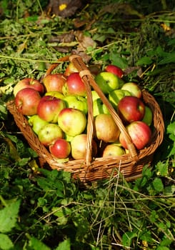 Organic apples in a basket