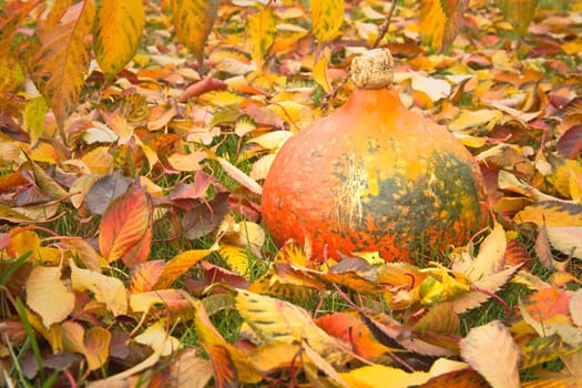 Pumpkin lying on the grass on the fallen colorful leaves.