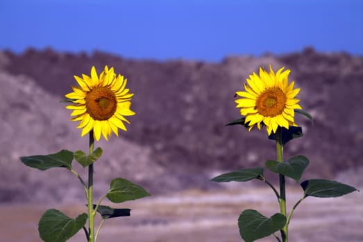 Two Sunflowers