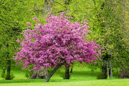 Blossoming pink tree in a park, spring season