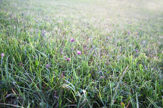 Meadow with clover blossoms