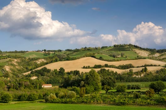 hills covered in vineyards in Italy