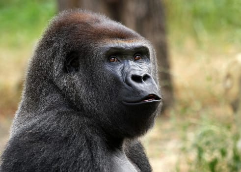 GorillaPortrait