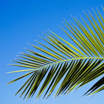 Palm Branch