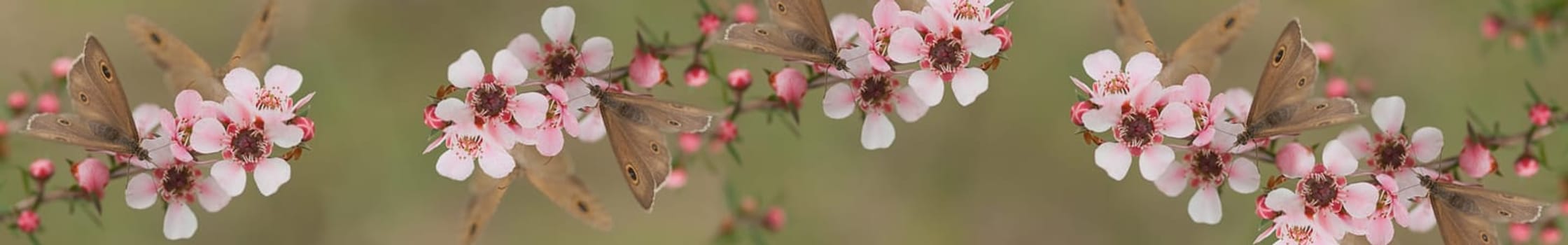 Australian panoramic Australiana banner for smart phone and tablet with live natural wild butterfly and leptospernum flowers of Australia
