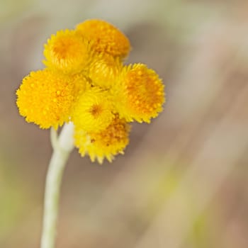 Australian Spring wildflowers Yellow Buttons Billy Buttons in flower Chrysocephalum apiculatum also known as Helichrysum ramosissimum
