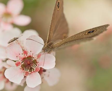 Australia native flower pink Leptospernum and insect with butterfly Dingy Ring with proboscis gathering nectar