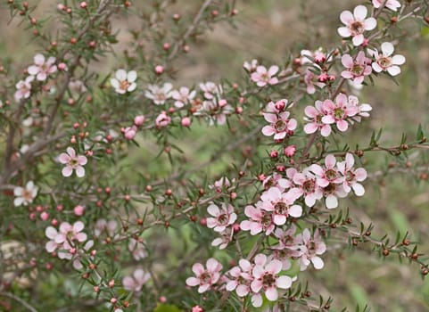 Springtime Australian tea tree wildflower Leptospernum Pink Cascade flower in spring