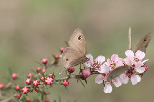 Springtime Australian Dingy Ring or Dusky Knight Ypthima arctous butterfly on native wildflower leptospernum pink cascade flowers in spring