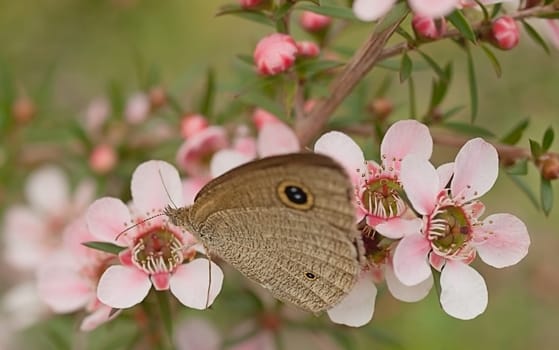 Australian banner live fauna and flora Dingy Ring butterfly and pink flower leptospernum natives