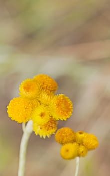 Australian Spring wildflowers Yellow Buttons Billy Buttons in flower Chrysocephalum apiculatum also known as Helichrysum ramosissimum