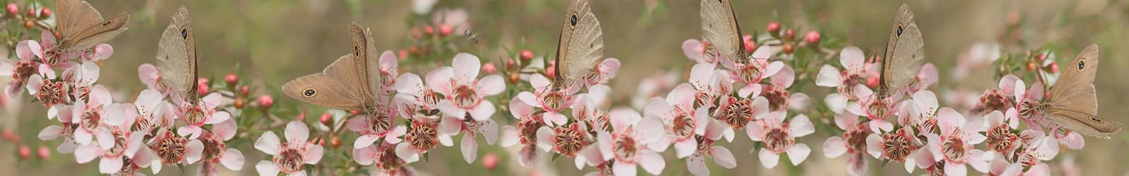 Australian panoramic Australiana banner for smart phone and tablet with live natural wild butterfly and leptospernum flowers of Australia