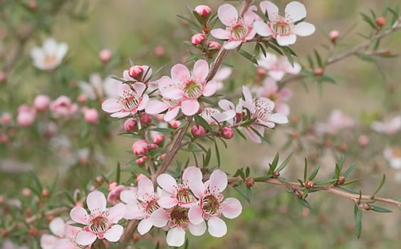 Beautiful pink flowers of Leptospernum Australian native spring wildflower live in natural environment