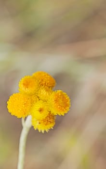 Australian Spring wildflowers Yellow Buttons Billy Buttons in flower Chrysocephalum apiculatum also known as Helichrysum ramosissimum