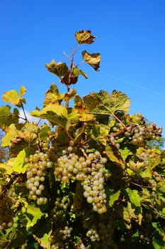 Grapes
