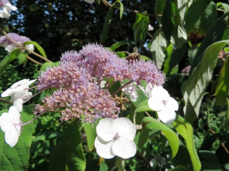 Velvet cortessence - Hydrangea aspera - Macrophylla