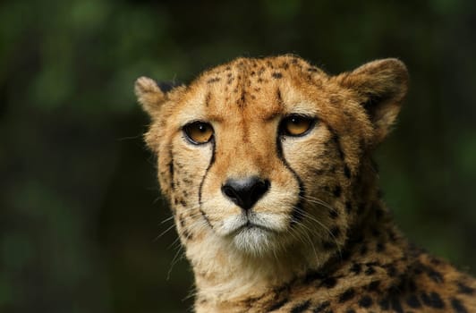 Cheetah